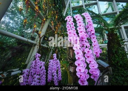 Singapur - 13. August 2024: Orchideenblüten im National Orchid Garden Singapur Stockfoto