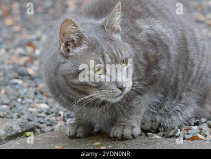 Ein Porträt einer niedlichen grauen Hauskatze draußen Stockfoto