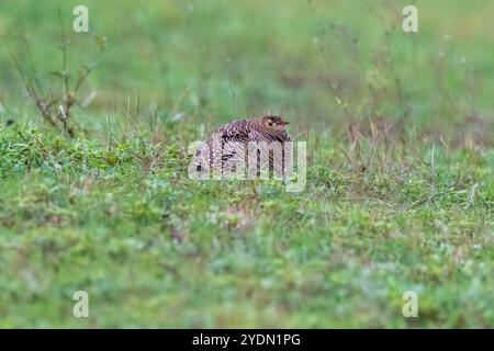 Ein bemaltes Sandhuhn-Paar, das auf dem Grasland am Rande der Stadt Bhigwan in Maharastra ruht Stockfoto