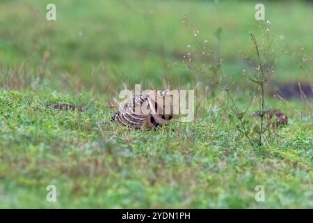 Ein bemaltes Sandhuhn-Paar, das auf dem Grasland am Rande der Stadt Bhigwan in Maharastra ruht Stockfoto