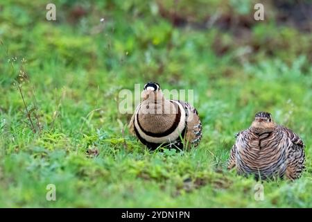 Ein bemaltes Sandhuhn-Paar, das auf dem Grasland am Rande der Stadt Bhigwan in Maharastra ruht Stockfoto