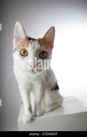 Die kurzhaarige Calico-Katze blickt neugierig in die Kamera Stockfoto