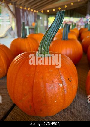 Nahaufnahme eines leuchtenden orangefarbenen Kürbiss mit einem kräftigen grünen Stiel an einem rustikalen Kürbisfeld, der die Essenz des Herbstes und der Erntezeit einfängt Stockfoto