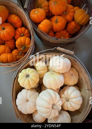 Rustikale Präsentation von Mini-orangefarbenen Kürbissen 'Jack Be Little' und weißen 'Baby Boo' Kürbissen (Cucurbita Pepo) in Körben, perfekt für Herbstdekor und Saison Stockfoto