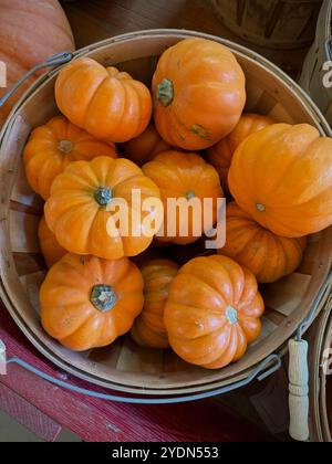 Miniaturkürbisse (Cucurbita pepo), auch als „Jack be Little“-Kürbisse bekannt, in rustikalen Körben. Diese kleinen, gerippten Kürbisse sind perfekt für den Herbst Stockfoto