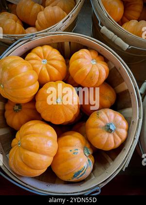 Miniaturkürbisse (Cucurbita pepo), auch als „Jack be Little“-Kürbisse bekannt, in rustikalen Körben. Diese kleinen, gerippten Kürbisse sind perfekt für den Herbst Stockfoto