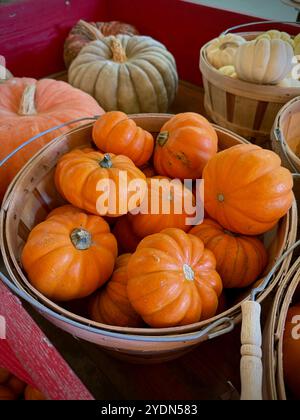 Rustikale Körbe gefüllt mit orangefarbenen „Jack Be Little“ Mini-Kürbissen und Erbstücke in verschiedenen Farben, perfekt für Herbstdekor und saisonale Jahreszeit Stockfoto