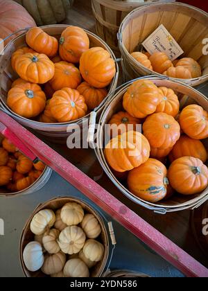 Holzkörbe gefüllt mit knalligen orangefarbenen Mini-Kürbissen und cremigen weißen Kürbissen auf einem lokalen Bauernmarkt. Perfekt für Herbstdekor und saisonale Ausstellungen Stockfoto