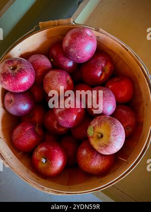 Korb mit frisch geernteten roten Äpfeln auf einem Bauernmarkt, ideal für Herbstvorstellungen, saisonale Rezepte und traditionelle Herbstfeste. Stockfoto