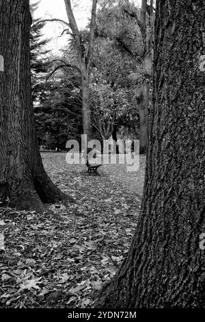 Parkbank im Herbst Stockfoto