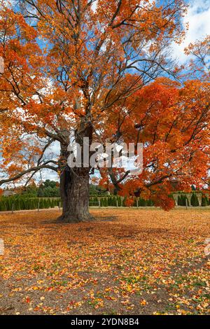 Fonthill Ontario Canada, der Comfort Maple, einer der ältesten Bäume Kanadas, der über 450 Jahre alt ist. Stockfoto