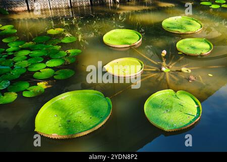 Singapur - 13. August 2024: Lilienpads in den Botanischen Gärten von Singapur Stockfoto