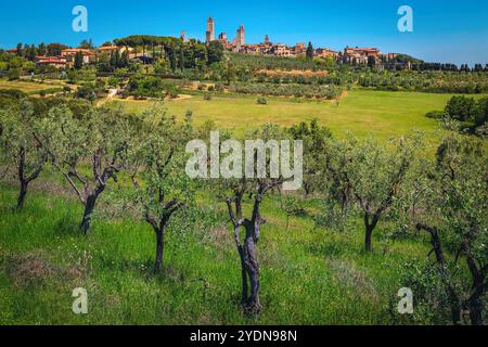 Berühmte Türme von San Gimignano auf dem Hügel. Majestätisches Stadtbild mit Olivenplantagen in der Toskana, San Gimignano, Italien, Europa Stockfoto