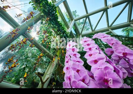 Singapur - 13. August 2024: Orchideenblüten im National Orchid Garden Singapur Stockfoto