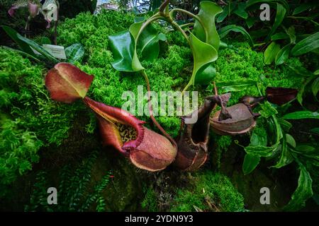 Singapur - 13. August 2024: Tropische Nepenthes rajah fleischfressende Kannenpflanze, Pflanzen sind Raubtiere. Insektenfangpflanze Stockfoto