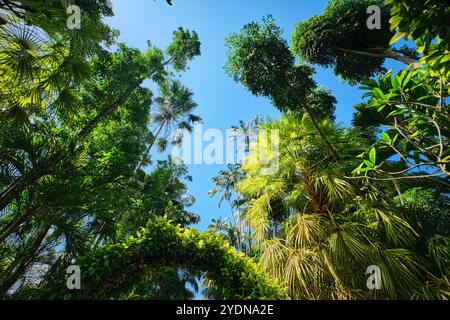 Singapur - 13. August 2024: Grün und Bäume im National Botanical Garden Singapur Stockfoto