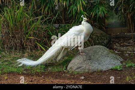 Weißer Pfau oder weißer Pfauz wird auch Pavo cristatus genannt Stockfoto