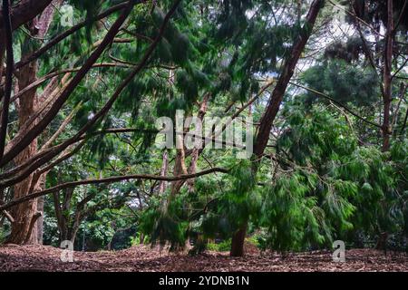 Singapur - 13. August 2024: Grün und Bäume im National Botanical Garden Singapur Stockfoto