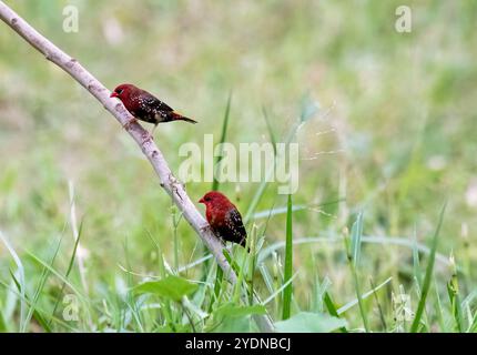 Eine Gruppe roter Munien, auch bekannt als roter Avadavat, die auf einem kleinen Zweig in der Nähe eines Wasserkörpers am Stadtrand von Bhigwan, Maharastra, thront Stockfoto