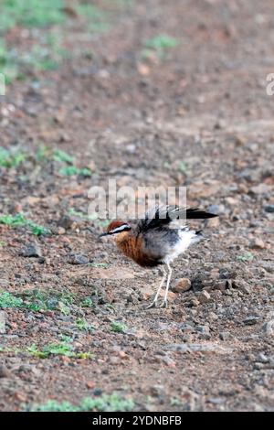 Ein indischer Kurser hockte auf dem Boden im Grasland in Bhigwan, Maharastra Stockfoto