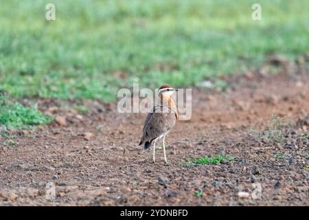 Ein indischer Kurser hockte auf dem Boden im Grasland in Bhigwan, Maharastra Stockfoto