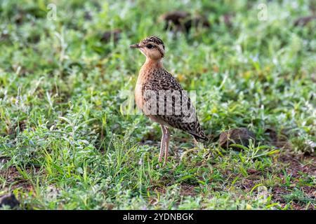 Ein indischer Kurser hockte auf dem Boden im Grasland in Bhigwan, Maharastra Stockfoto