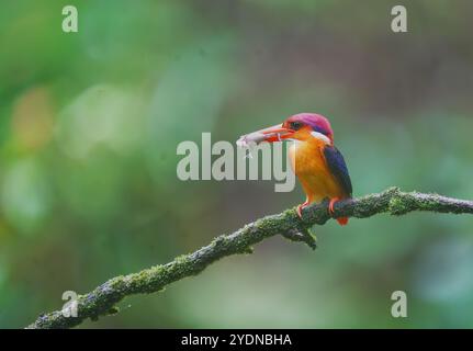 Ein orientalischer zwergvogel, der an einem regnerischen Monsuntag im tiefen Dschungel am Rande von Panvel, Maharastra, auf einem Ast thront Stockfoto