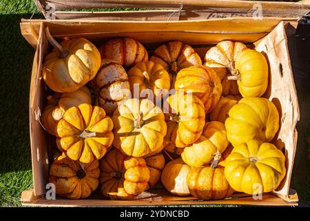 Eine Sammlung von knalligen, orangen Kürbissen, die in einer Holzkiste vor einem rustikalen Hintergrund angeordnet sind, perfekt für Herbst- und Halloween-Themen Stockfoto