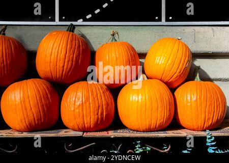 Eine Sammlung von knalligen orangefarbenen Kürbissen auf einer Holzoberfläche vor einem rustikalen Hintergrund, perfekt für Herbst- und Halloween-Themen Stockfoto