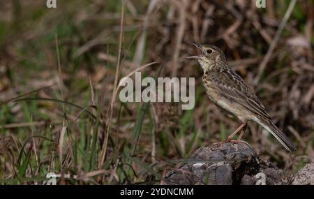 Algumas aves da região Sudeste do Brasil. Stockfoto