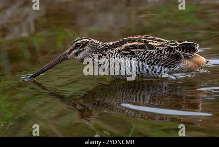 Algumas aves da região Sudeste do Brasil. Stockfoto