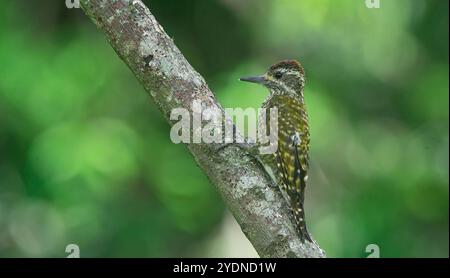 Algumas aves da região Sudeste do Brasil. Stockfoto