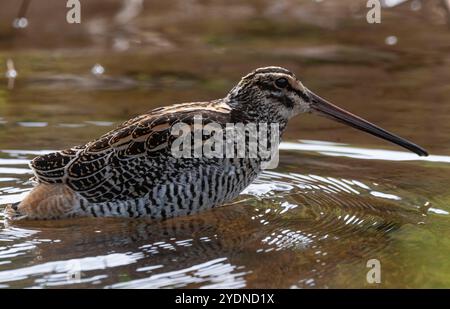 Algumas aves da região Sudeste do Brasil. Stockfoto