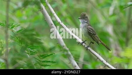 Algumas aves da região Sudeste do Brasil. Stockfoto