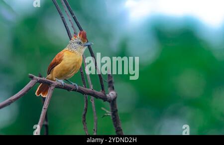 Algumas aves da região Sudeste do Brasil. Stockfoto