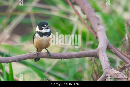 Algumas aves da região Sudeste do Brasil. Stockfoto