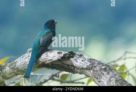 Algumas aves da região Sudeste do Brasil. Stockfoto