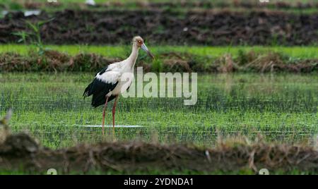 Algumas aves da região Sudeste do Brasil. Stockfoto