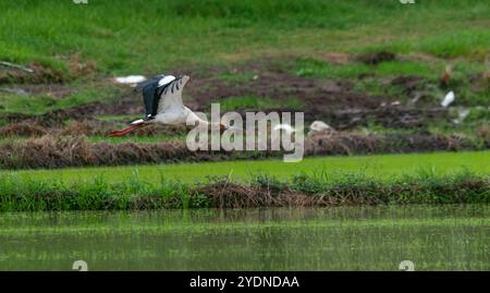 Algumas aves da região Sudeste do Brasil. Stockfoto