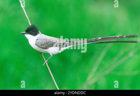 Algumas aves da região Sudeste do Brasil. Stockfoto