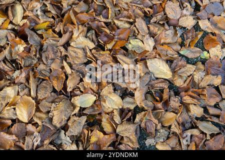 Herbstlaub auf Pflaster Stockfoto