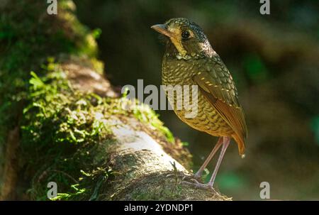 Algumas aves da região Sudeste do Brasil. Stockfoto