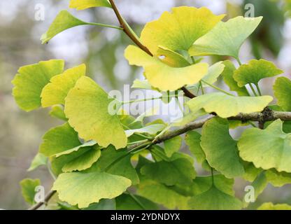 Eine Nahaufnahme des Laubs von Ginkgo biloba im Herbst. Stockfoto