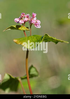 Buchweizen (Fagopyrum esculentum) blüht in einer Wildblume, Wiltshire, Großbritannien, Oktober. Stockfoto