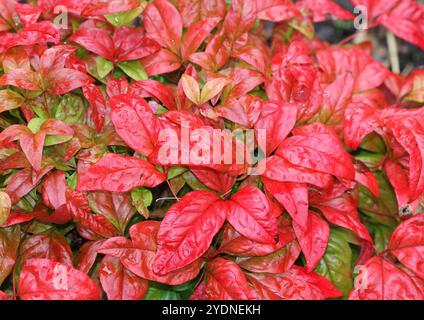 Eine Nahaufnahme des hellroten Laubs von Nandina domestica im Herbst. Stockfoto