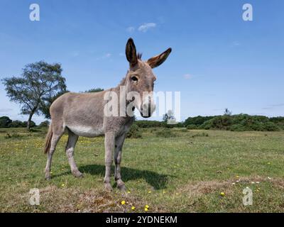 Esel (Equus africanus asinus), der im August in einem Grasgebiet in der Heidelandschaft in der Nähe von Fritham, Hampshire, Großbritannien, steht. Stockfoto