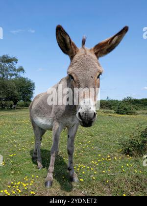 Esel (Equus africanus asinus), der im August in einem Grasgebiet in der Heidelandschaft in der Nähe von Fritham, Hampshire, Großbritannien, steht. Stockfoto