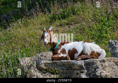 Ziege (Capra hircus), die auf einem Felsen auf einem Kreidefelder liegt, wo die Ziegenweide das Eindringen von Gestrüpp verhindert, um Wildblumen zu begünstigen, Bath, Großbritannien. Stockfoto