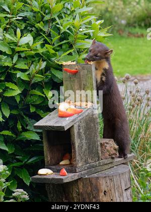 Pinienkarder (Martes Martes) Fütterung mit Erdnussbutter an einer Fütterungsstation in einem Gästehausgarten in der Abenddämmerung, Knapdale, Argyll, Schottland, Juli. Stockfoto