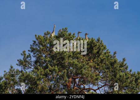 Graureiher, die am sonnigen Sommertag in Breslauer Polen auf Bäumen zwischen Ästen sitzen Stockfoto